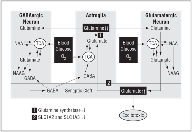 Enlarged view: Glutamine synthetase depression